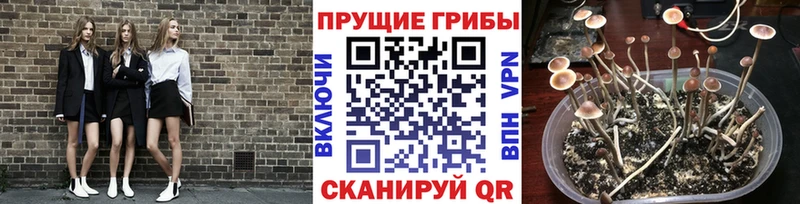 Псилоцибиновые грибы мицелий  Приозерск 